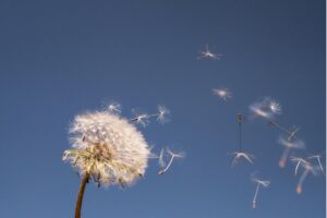 Pusteblume